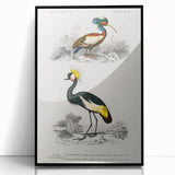 Romanticism Art: Ornithological Birds by D’Orbigny - Wildlife Canvas Print