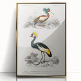 Romanticism Art: Ornithological Birds by D’Orbigny - Wildlife Canvas Print