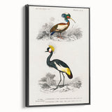 Romanticism Art: Ornithological Birds by D’Orbigny - Wildlife Canvas Print