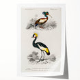 Romanticism Art: Ornithological Birds by D’Orbigny - Wildlife Canvas Print