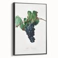 Romanticism Art: Grape Vine by Gallesio - Botanical Canvas Print
