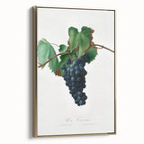 Romanticism Art: Grape Vine by Gallesio - Botanical Canvas Print