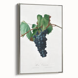 Romanticism Art: Grape Vine by Gallesio - Botanical Canvas Print