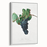 Romanticism Art: Grape Vine by Gallesio - Botanical Canvas Print