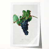 Romanticism Art: Grape Vine by Gallesio - Botanical Canvas Print