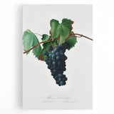 Romanticism Art: Grape Vine by Gallesio - Botanical Canvas Print