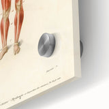 Romanticism Art: Human Anatomy by D’Orbigny - Scientific Canvas Print