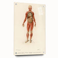 Romanticism Art: Human Anatomy by D’Orbigny - Scientific Canvas Print
