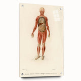 Romanticism Art: Human Anatomy by D’Orbigny - Scientific Canvas Print
