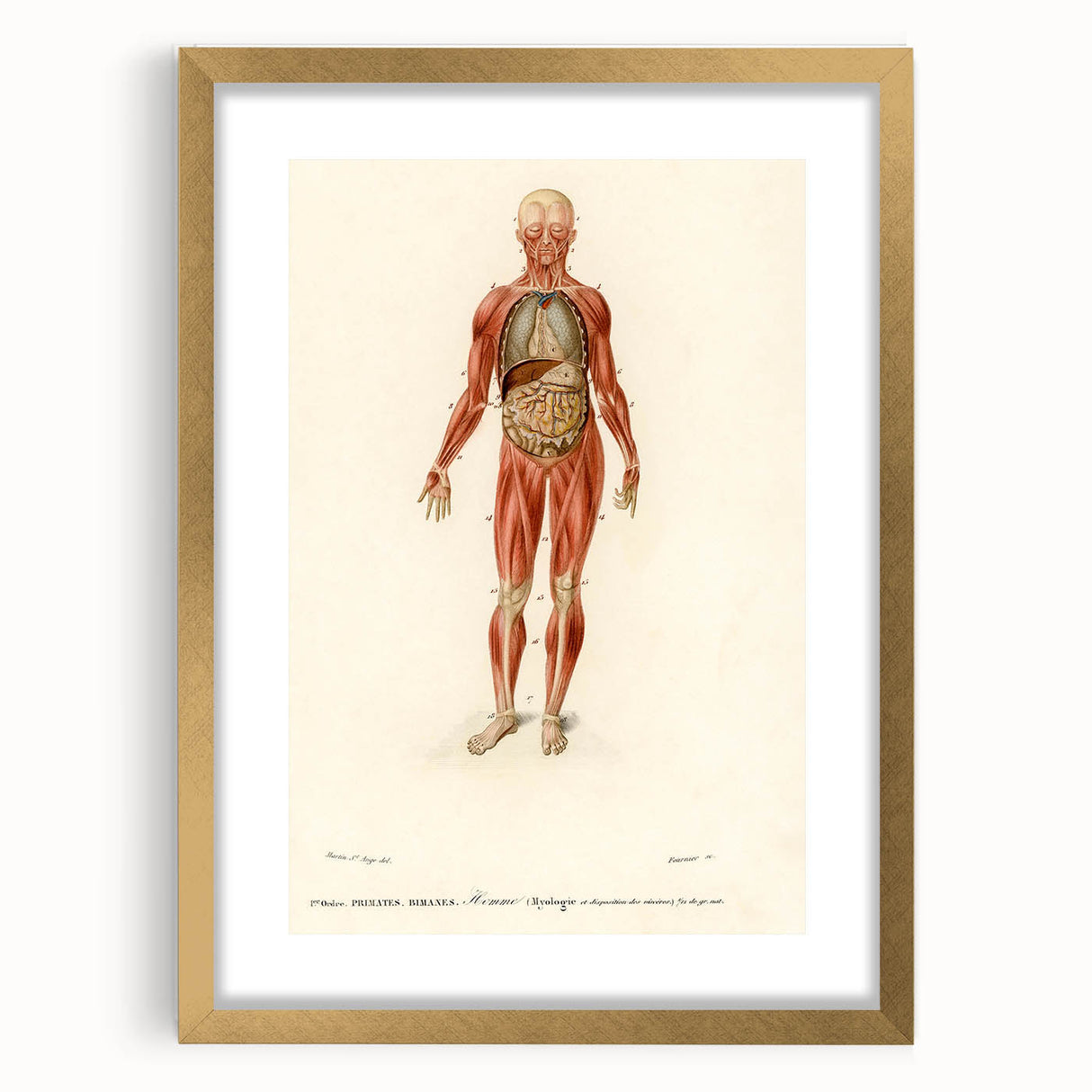 Romanticism Art: Human Anatomy by D’Orbigny - Scientific Canvas Print