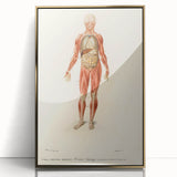 Romanticism Art: Human Anatomy by D’Orbigny - Scientific Canvas Print