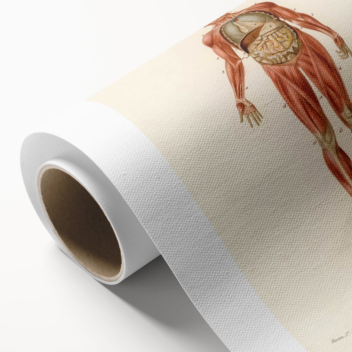 Romanticism Art: Human Anatomy by D’Orbigny - Scientific Canvas Print