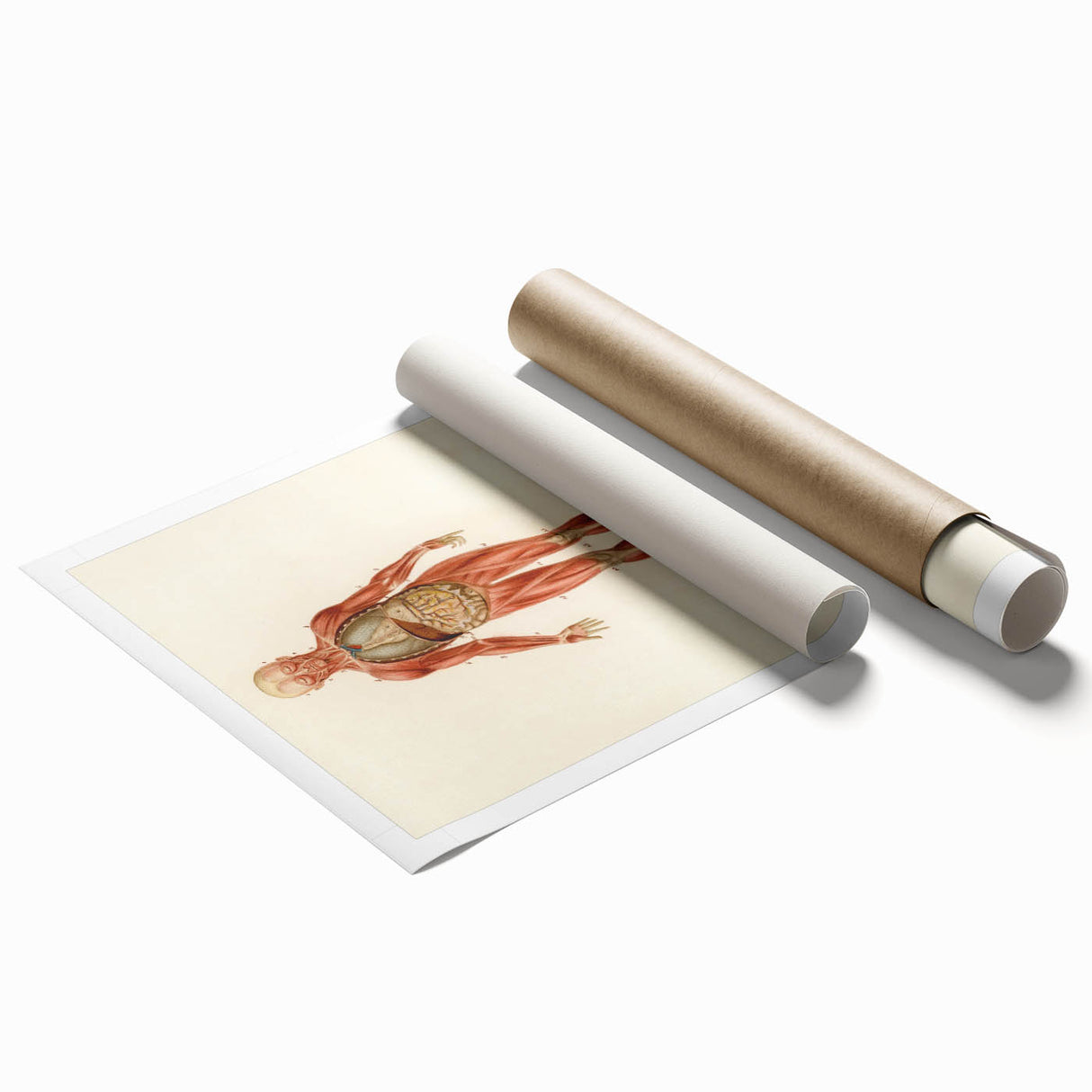 Romanticism Art: Human Anatomy by D’Orbigny - Scientific Canvas Print