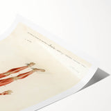 Romanticism Art: Human Anatomy by D’Orbigny - Scientific Canvas Print