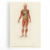 Romanticism Art: Human Anatomy by D’Orbigny - Scientific Canvas Print