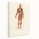 Romanticism Art: Human Anatomy by D’Orbigny - Scientific Canvas Print