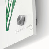 Neoclassical Art Print of Gladiolus by Redouté - Classical Style Decor