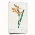 Neoclassical Art Print of Gladiolus by Redouté - Classical Style Decor