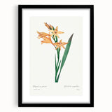 Neoclassical Art Print of Gladiolus by Redouté - Classical Style Decor