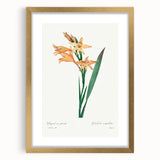 Neoclassical Art Print of Gladiolus by Redouté - Classical Style Decor