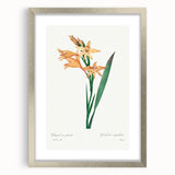 Neoclassical Art Print of Gladiolus by Redouté - Classical Style Decor