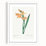 Neoclassical Art Print of Gladiolus by Redouté - Classical Style Decor