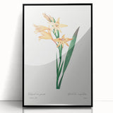 Neoclassical Art Print of Gladiolus by Redouté - Classical Style Decor