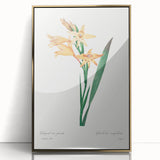 Neoclassical Art Print of Gladiolus by Redouté - Classical Style Decor