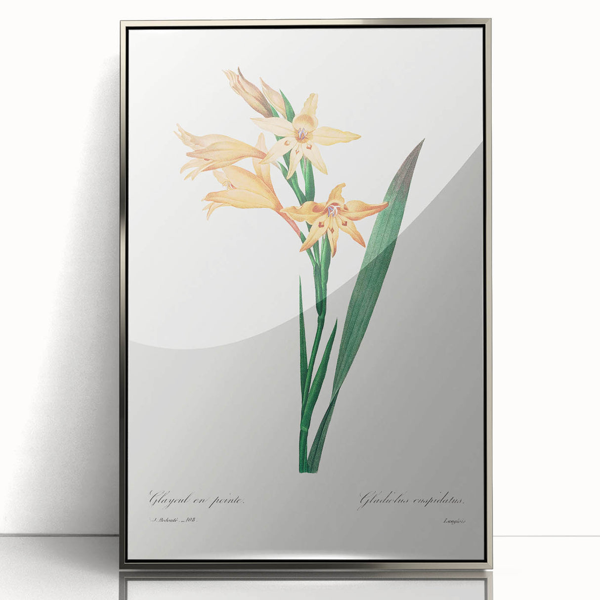 Neoclassical Art Print of Gladiolus by Redouté - Classical Style Decor