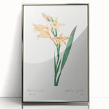 Neoclassical Art Print of Gladiolus by Redouté - Classical Style Decor
