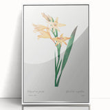 Neoclassical Art Print of Gladiolus by Redouté - Classical Style Decor
