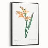 Neoclassical Art Print of Gladiolus by Redouté - Classical Style Decor