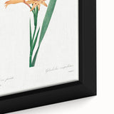 Neoclassical Art Print of Gladiolus by Redouté - Classical Style Decor