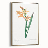 Neoclassical Art Print of Gladiolus by Redouté - Classical Style Decor