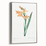 Neoclassical Art Print of Gladiolus by Redouté - Classical Style Decor