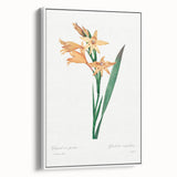 Neoclassical Art Print of Gladiolus by Redouté - Classical Style Decor