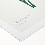 Neoclassical Art Print of Gladiolus by Redouté - Classical Style Decor