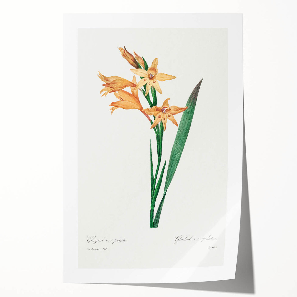 Neoclassical Art Print of Gladiolus by Redouté - Classical Style Decor
