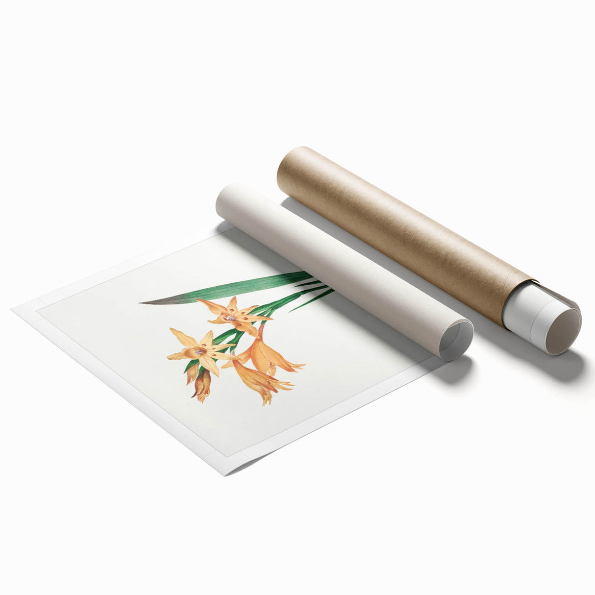 Neoclassical Art Print of Gladiolus by Redouté - Classical Style Decor