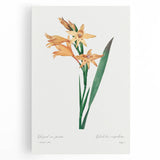 Neoclassical Art Print of Gladiolus by Redouté - Classical Style Decor