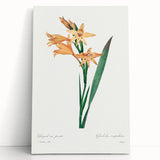 Neoclassical Art Print of Gladiolus by Redouté - Classical Style Decor