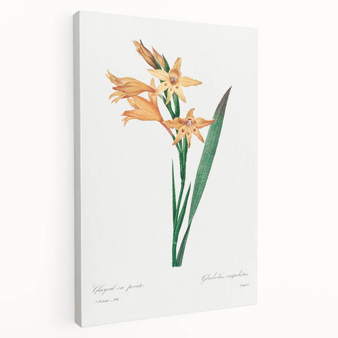 Neoclassical Art Print of Gladiolus by Redouté - Classical Style Decor