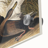 Romanticism Art: Dusky Duck by Audubon - Wildlife Canvas Print