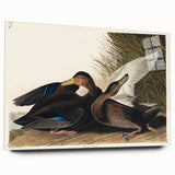 Romanticism Art: Dusky Duck by Audubon - Wildlife Canvas Print