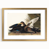 Romanticism Art: Dusky Duck by Audubon - Wildlife Canvas Print