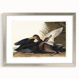 Romanticism Art: Dusky Duck by Audubon - Wildlife Canvas Print