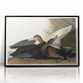 Romanticism Art: Dusky Duck by Audubon - Wildlife Canvas Print