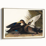 Romanticism Art: Dusky Duck by Audubon - Wildlife Canvas Print