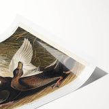 Romanticism Art: Dusky Duck by Audubon - Wildlife Canvas Print