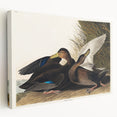 Romanticism Art: Dusky Duck by Audubon - Wildlife Canvas Print